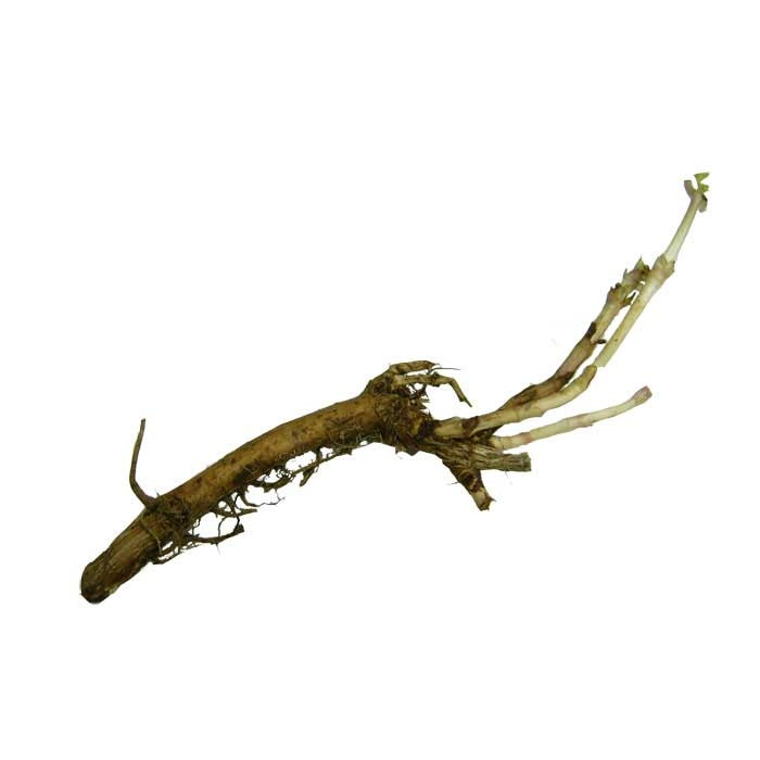 Sterling - Hop Rhizome